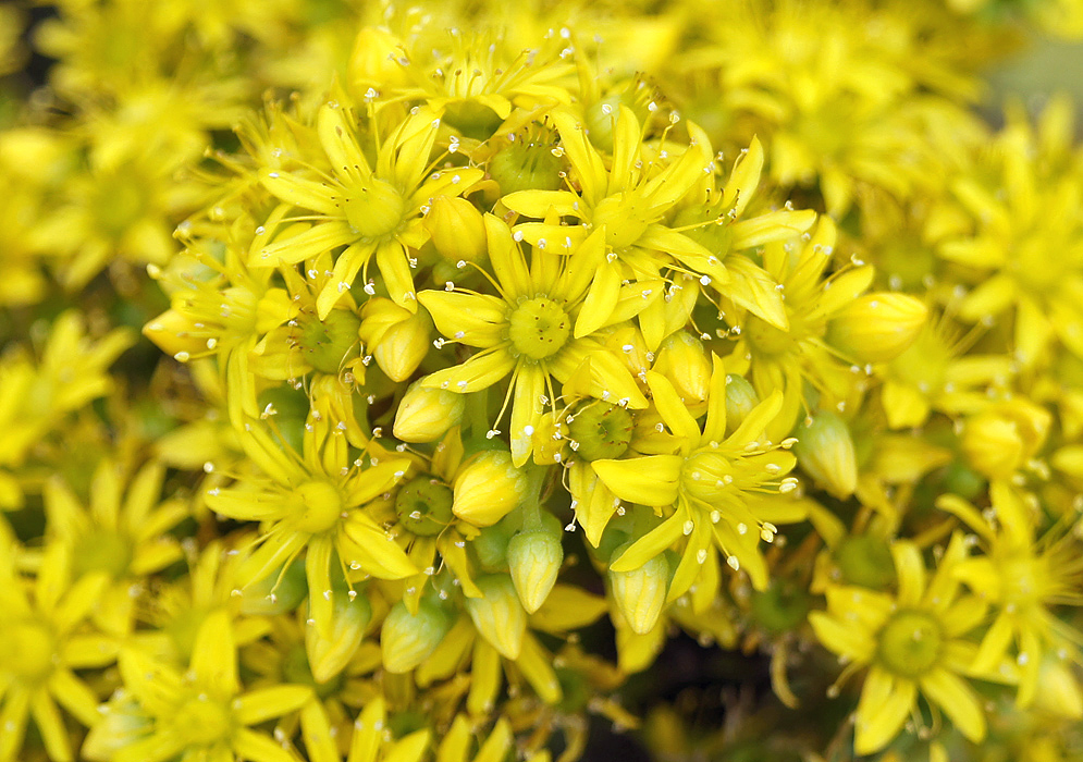 Bright yellow Aeonium flowers