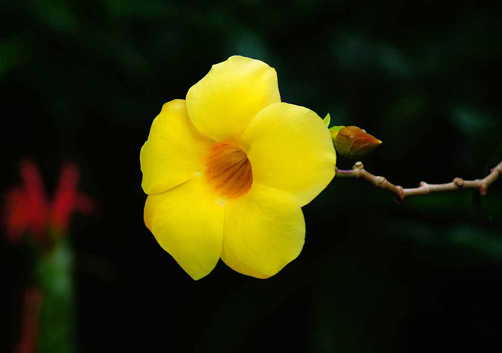 Bright yellow Allamanda flower at night