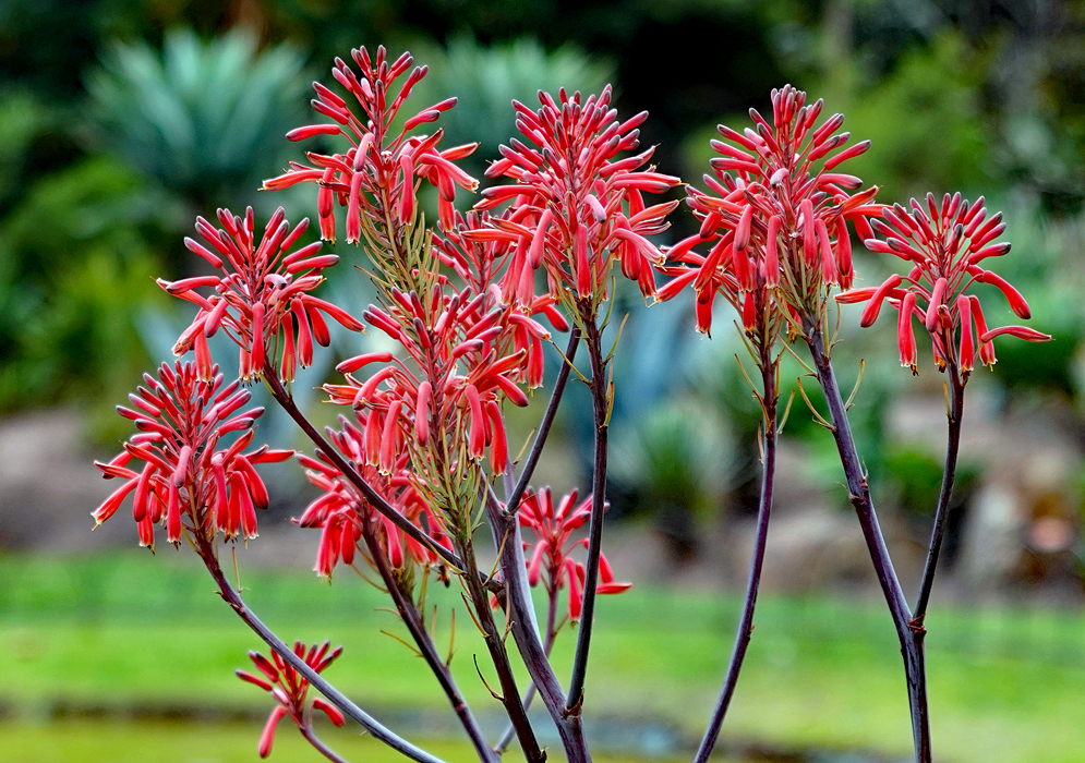 Red Aloe maculata red flowers