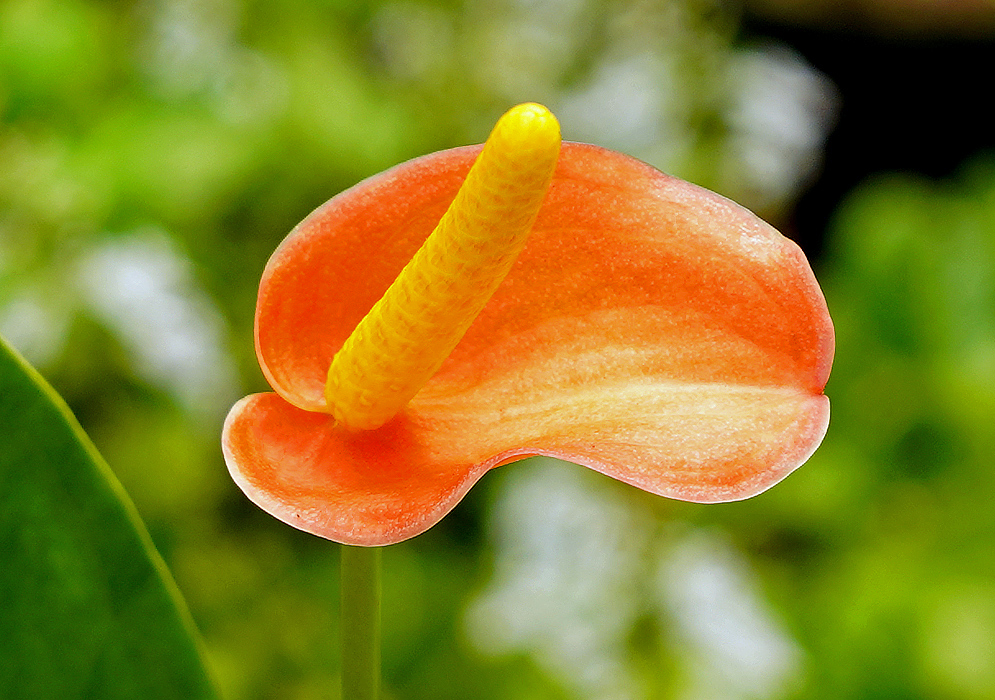 Orange Anthurium vanderknappii flower