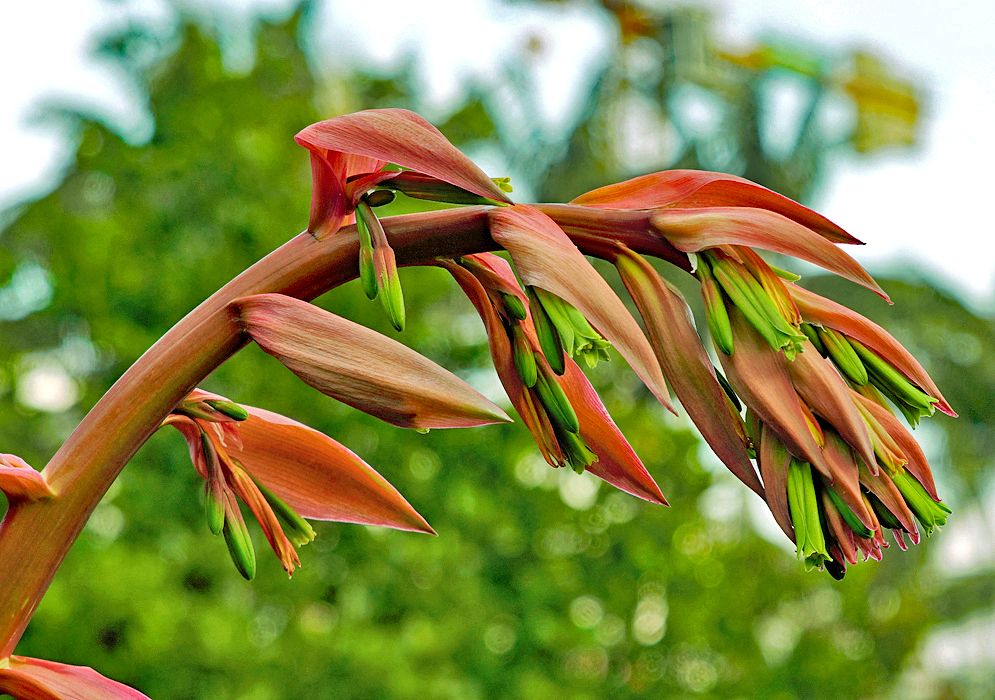 Inflorescence with red bracts and green flowers