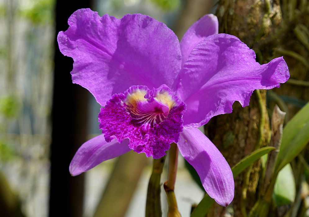 Purple Cattleya flower with a touch of yellow