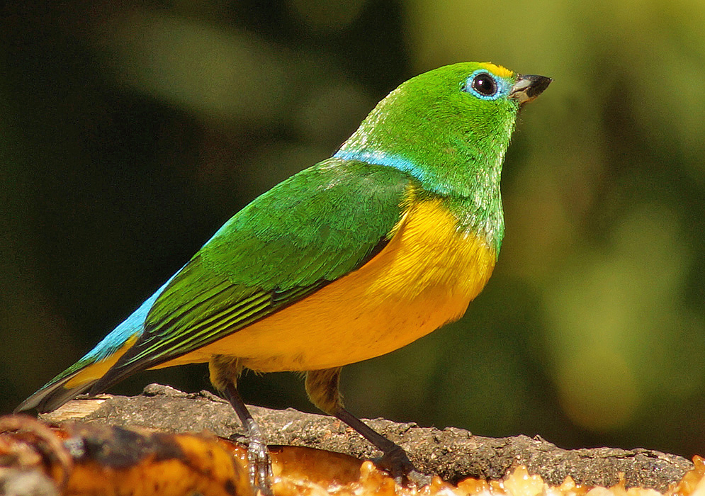 Green Chlorophonia with a yellow breast