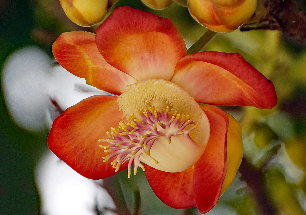 Orange Couroupita Flower