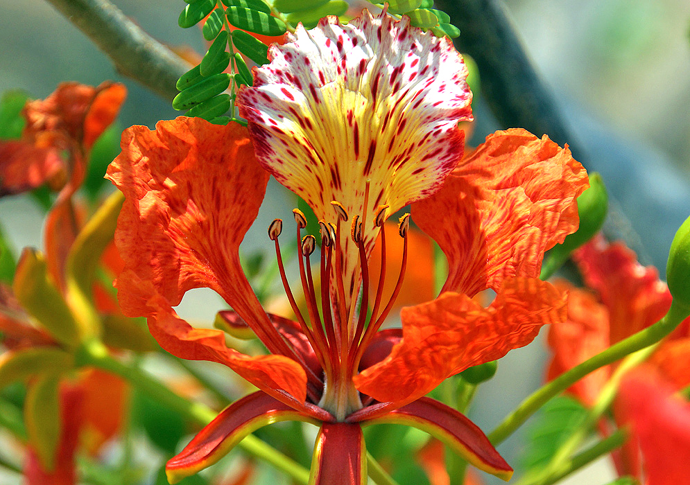Orange-red Delonix flower with yellow and white center petal
