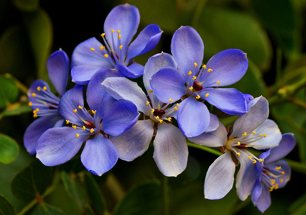 Blue Guaiacum flowers