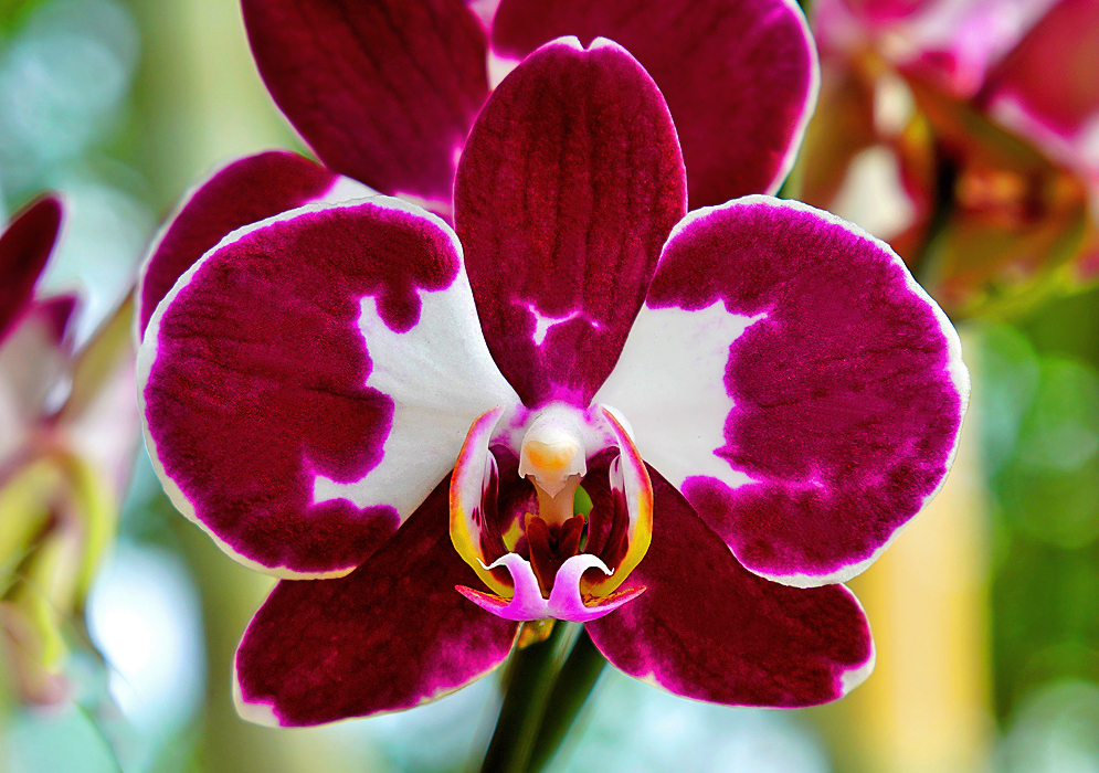 Red, pink, yellow and white Phalaenopsis flower