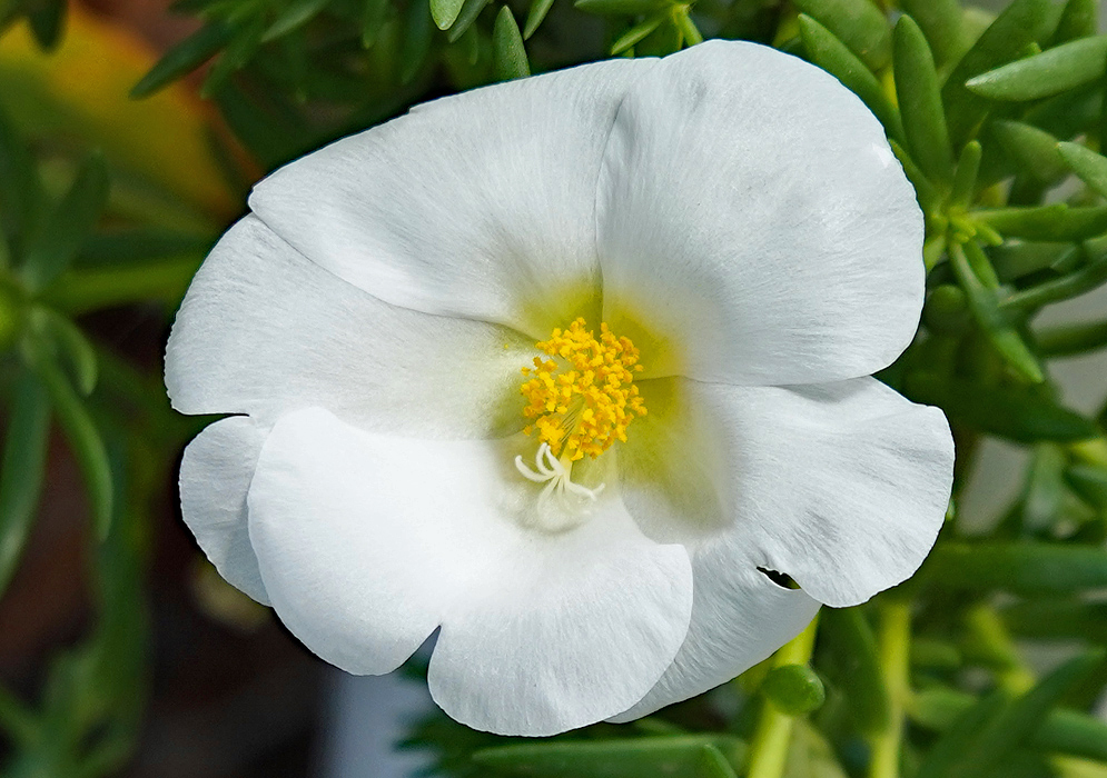 White Portulaca flower with yellow anthers