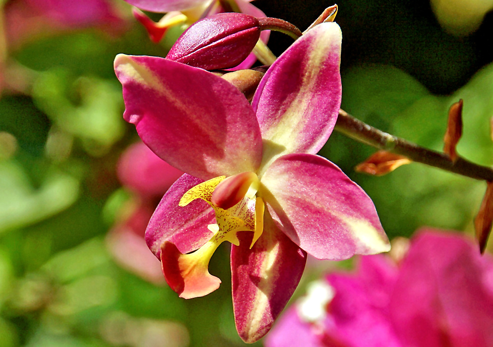 Pink spathoglottis flower in sunlight