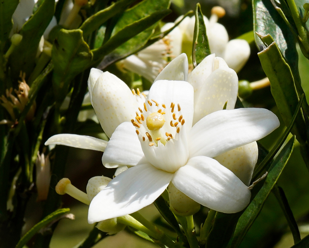 Citrus × sinensis Single Flower A single detailed Citrus × sinensis flower in full bloom showing its central yellow ovary and surrounding orange-tipped stamens