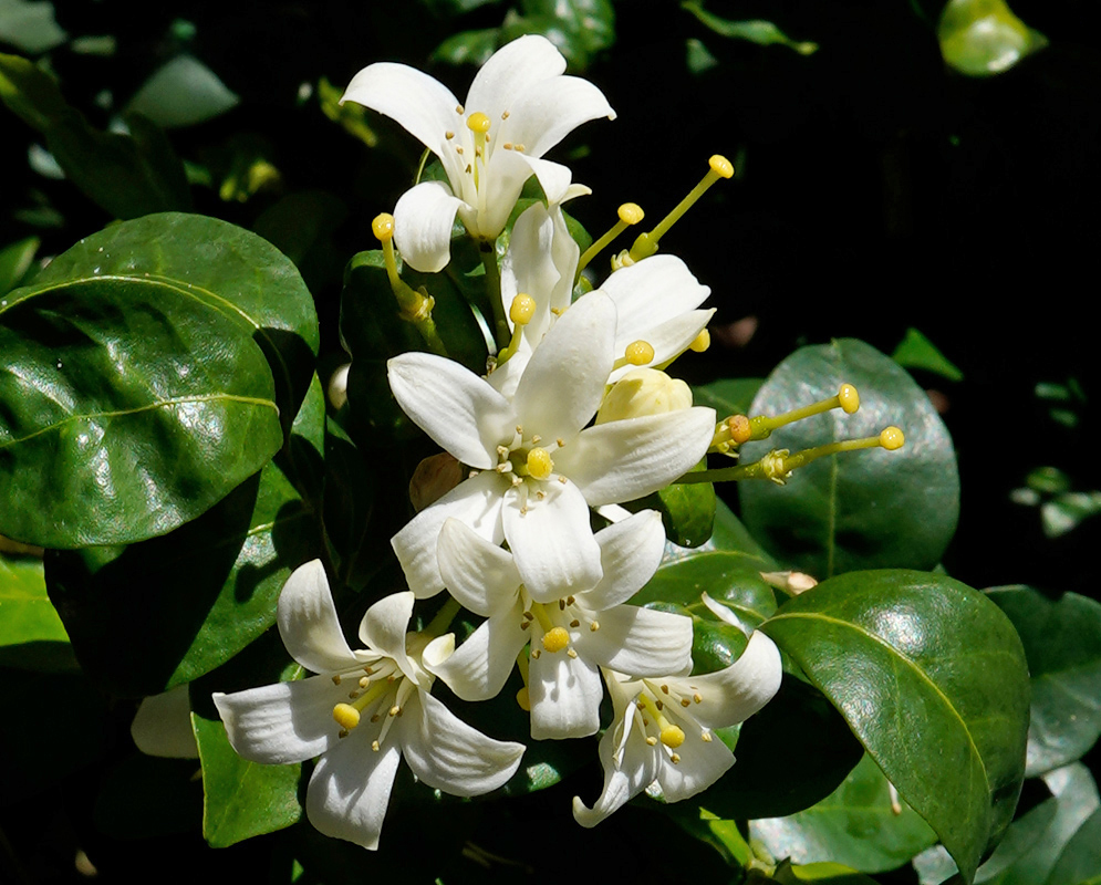 Citrus × sinensis White Flowers A group of blooming white Citrus × sinensis flowers with long yellow-tipped stamens surrounded by glossy green leaves
