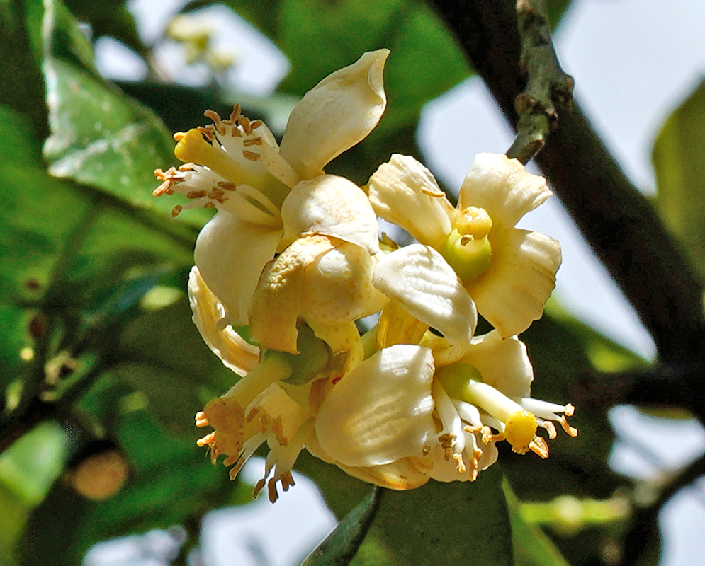 Citrus × sinensis Flower Cluster Close-up of a cluster of pale yellow Citrus × sinensis flowers with open petals and prominent stamens emerging from thick green foliage