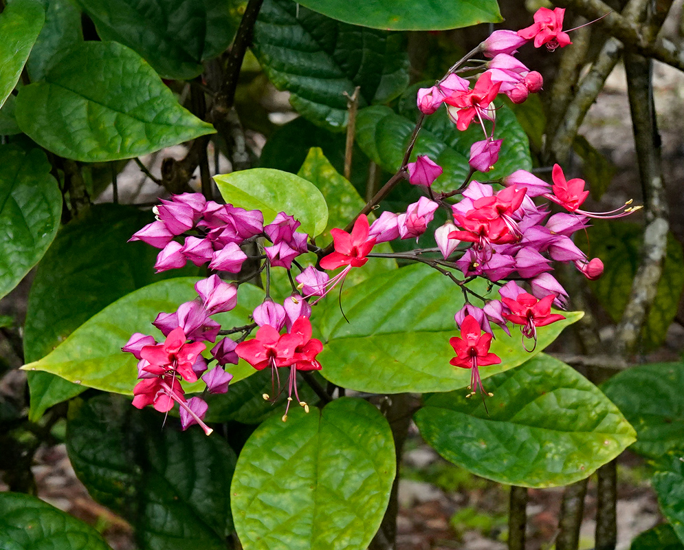 A vibrant cluster of Clerodendrum × speciosum flowers with magenta bracts and red corollas blooming against large green leaves