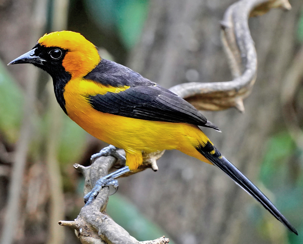 Side profile of the Orange-crowned Oriole (Icterus auricapillus) resting on a vine, revealing its slender body, bright yellow underside, orange crown, and long tapered tail
