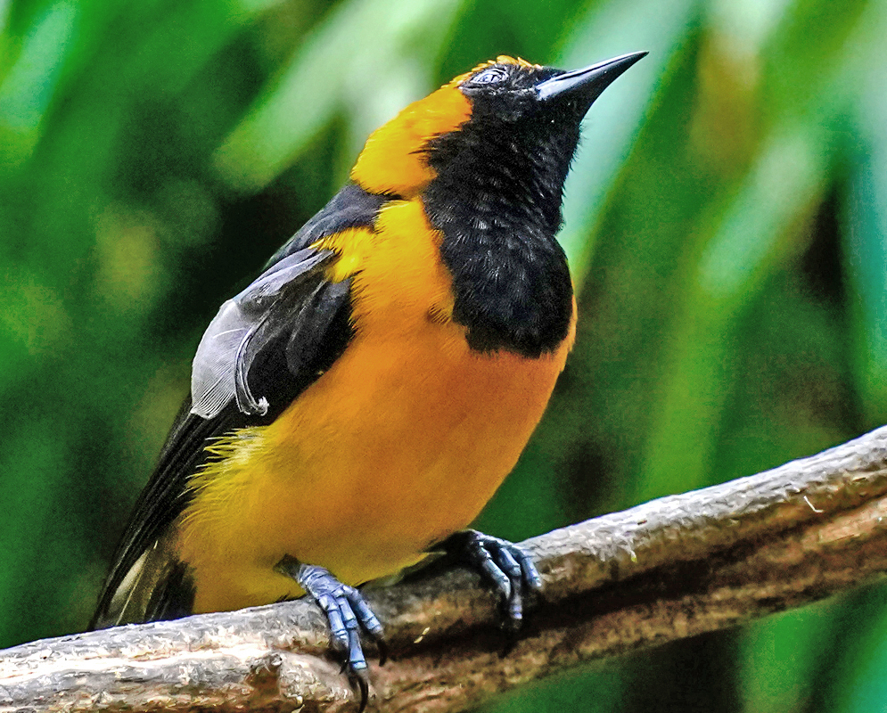 Upward-looking Orange-crowned Oriole (Icterus auricapillus) perched on a branch, showing off its fluffed yellow breast, black throat, and partially open wings against a leafy backdrop