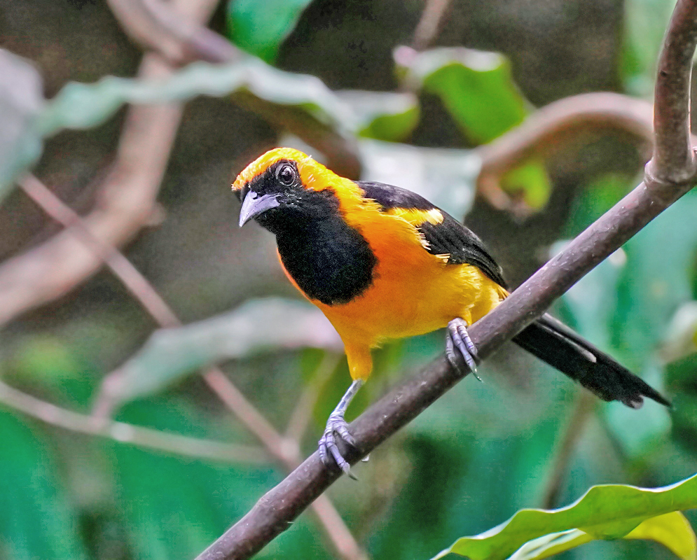 The Orange-crowned Oriole (Icterus auricapillus) perched in a vibrant rainforest, showcasing a deep black throat and chest contrasting with bright orange-yellow feathers and a watchful stance