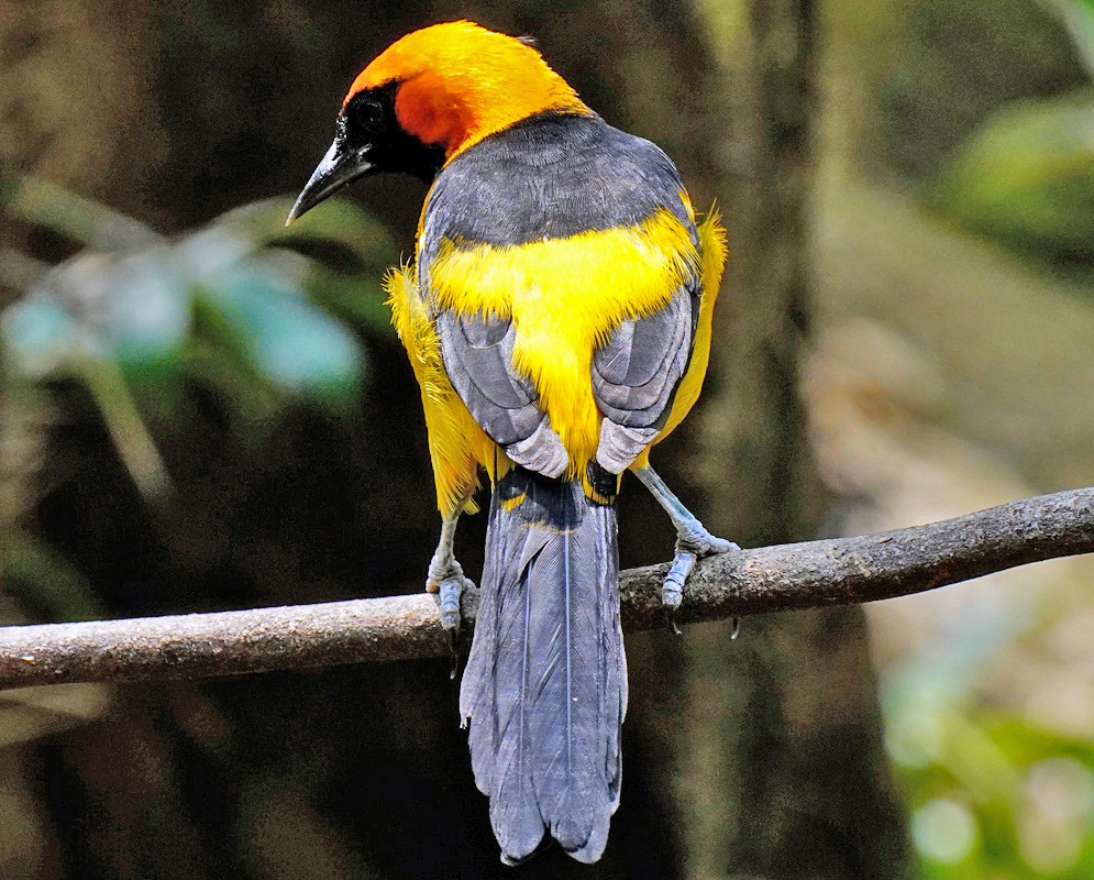 Icterus chrysater Back View Rear view of the Icterus chrysater perched on a branch, highlighting its long slate-colored tail and bright yellow upper back against a blurred forest background