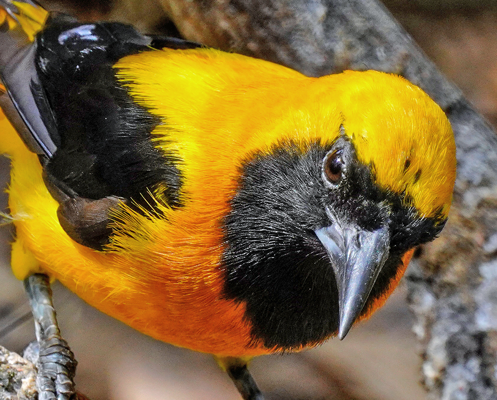 Icterus chrysater Head Detail Detailed close-up of the head and upper body of the Icterus chrysater, emphasizing the bird’s intense gaze, glossy black face mask, and golden crown