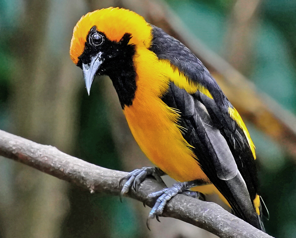 Icterus chrysater Close-Up Close-up view of a striking Icterus chrysater perched on a branch, displaying vivid yellow plumage, a jet-black face, and sleek black wings in a tropical forest