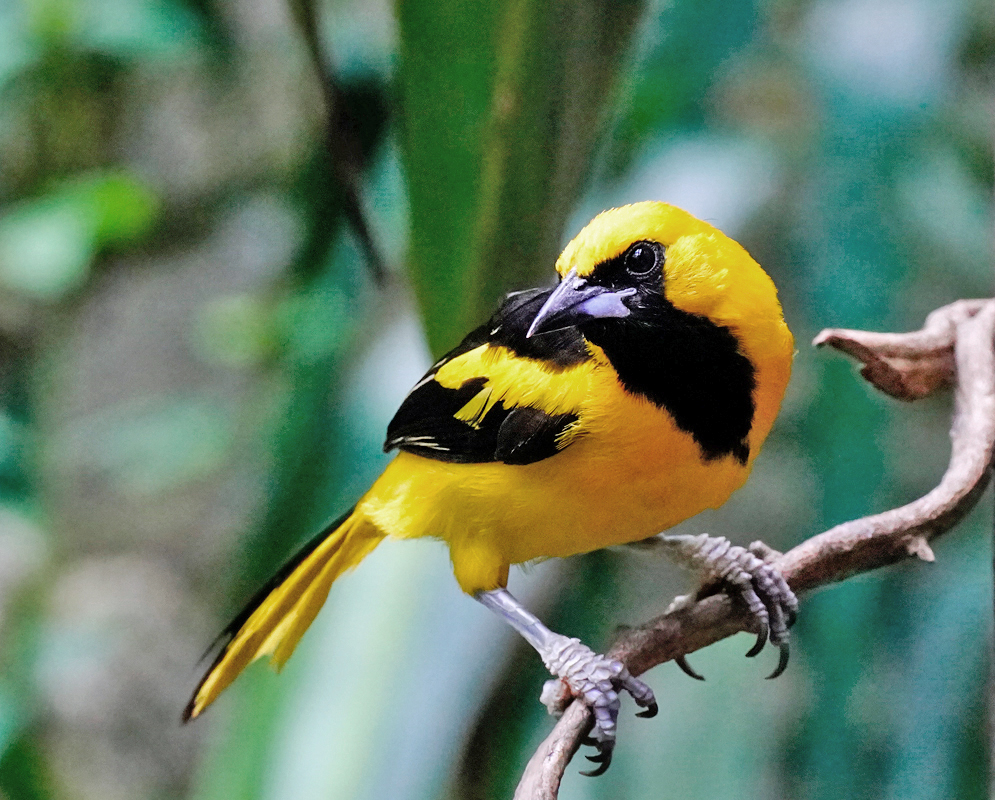 Yellow-tailed Oriole Icterus mesomelas standing on a curved vine with its body turned to show a sharp contrast between the yellow flanks and jet-black face and chest