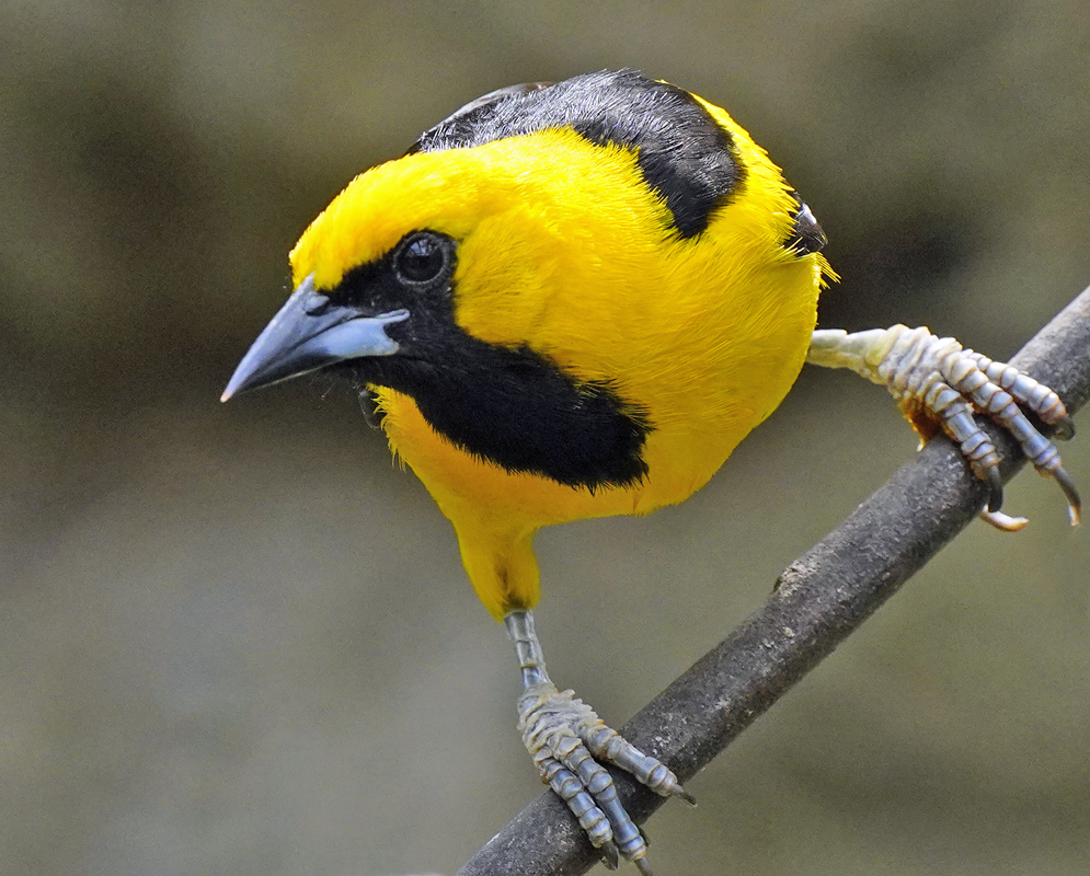 Icterus mesomelas Breast Icterus mesomelas gazing forward with a yellow crown, black facial mask, and vivid yellow breast while gripping a narrow branch