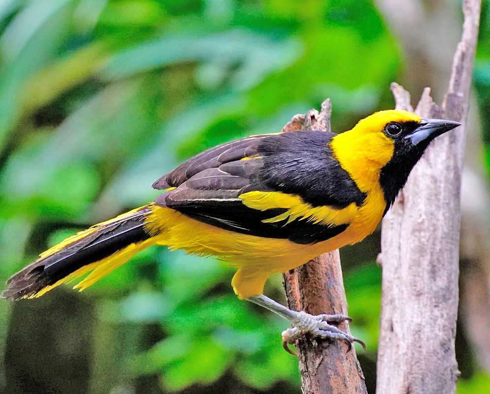 Icterus mesomelas Icterus mesomelas perched vertically on a broken stick with bold yellow plumage and solid black markings across the face, throat, wings, and tail