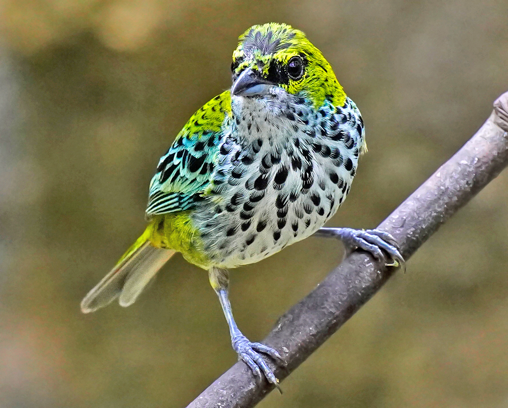 Icterus mesomelas Icterus mesomelas gazing forward with a yellow crown, black facial mask, and vivid yellow breast while gripping a narrow branch