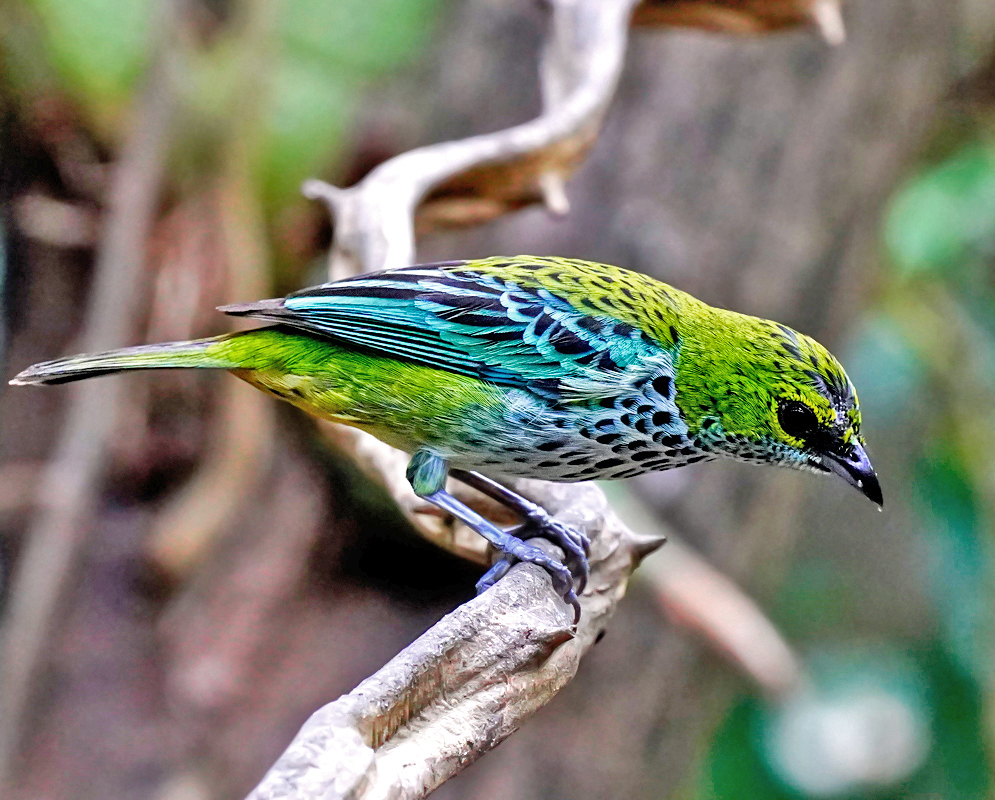 Speckled tanager Ixothraupis guttata balancing sideways on a woody vine with blue and green wing coverts, spotted underparts, and a lime-green nape