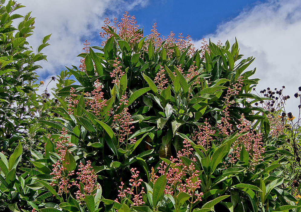 The flowering top of a Miconia notabilis tree and blue sky background