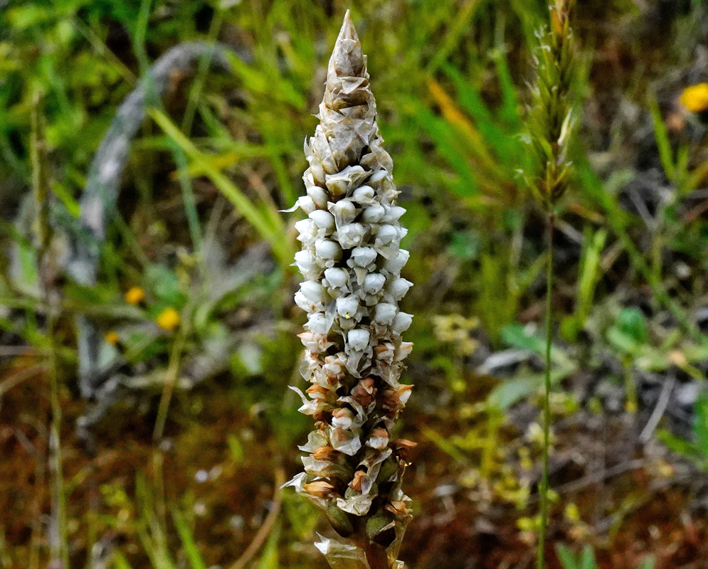 A tall cylindrical flower spike with numerous small, tightly clustered white blossoms emerging from a scaly brown bract, growing in the high-altitude grasslands of the páramo ecosystem