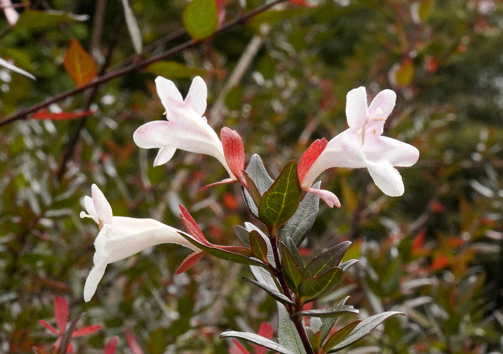 Abelia × grandiflora Bloom Detail Close-up of pale pink Abelia × grandiflora trumpet-shaped flowers with reddish sepals and glossy green leaves