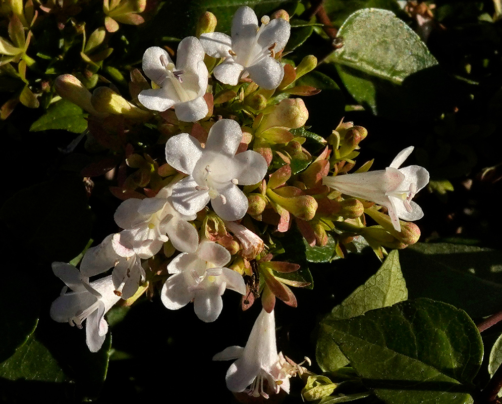 White Abelia × grandiflora Flowers in Sunlight White bell-shaped Abelia × grandiflora flowers in sunlight surrounded by dark green leaves