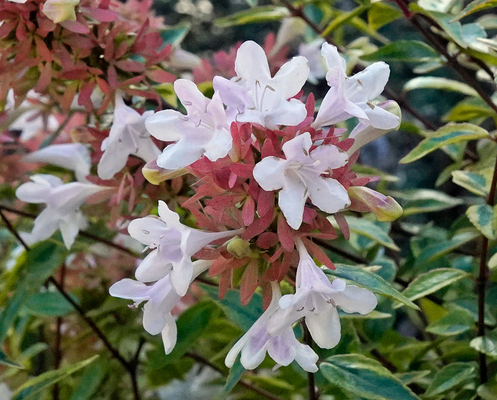Abelia × grandiflora Flowers and Variegated Leaves Cluster of pale pink Abelia × grandiflora flowers with reddish sepals and variegated green-yellow leaves