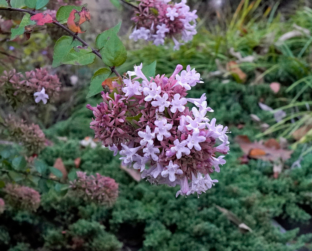 Abelia × grandiflora Flower Cluster in Garden Cluster of pale pink and lavender Abelia × grandiflora flowers surrounded by green foliage and fallen leaves in a garden setting