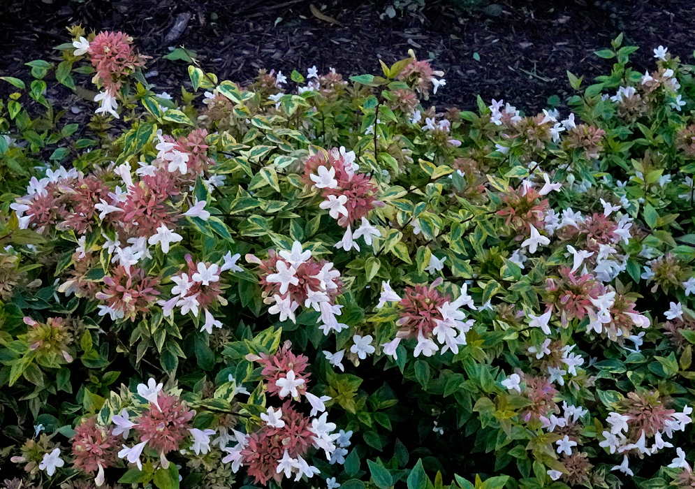 Abelia × grandiflora Flowering Shrub A variegated Abelia × grandiflora shrub covered with pale trumpet-shaped flowers and pink calyces