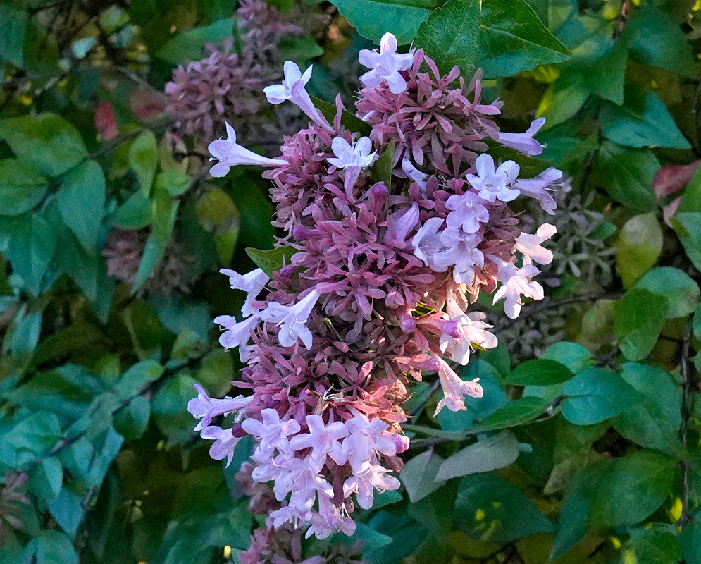 Abelia × grandiflora Pink Inflorescence An Abelia × grandiflora inflorescence bearing pale pink tubular flowers among deep rose calyces