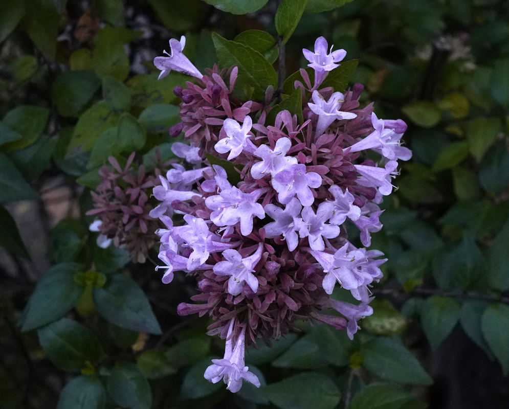 Lavender-Pink Abelia × grandiflora Blooms Close-up of lavender-pink Abelia × grandiflora flowers blooming in a dense cluster against dark green foliage