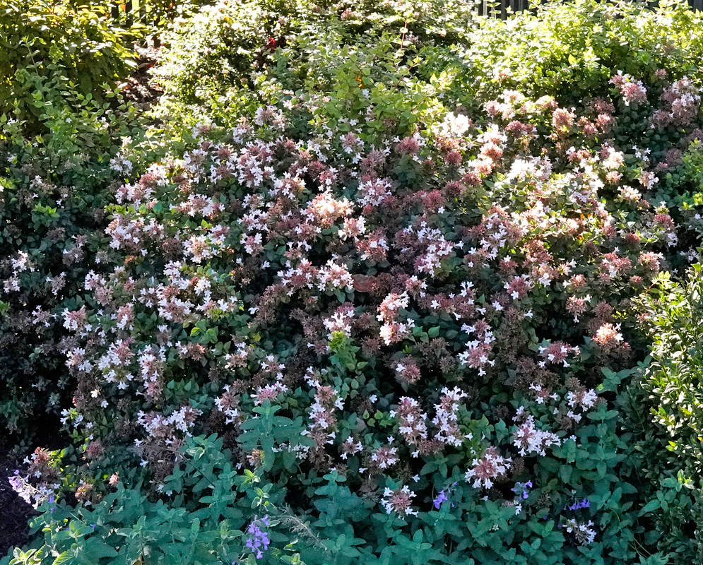 Flowering Abelia × grandiflora Shrub in Full Bloom Wide view of a large Abelia × grandiflora shrub covered in pale pink and white tubular flowers with dense green foliage in a sunlit garden