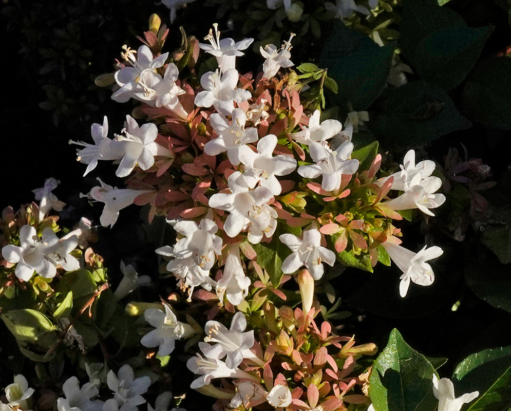 Abelia × grandiflora in Bloom with White Flowers Cluster of white Abelia × grandiflora flowers with reddish sepals and green leaves in partial sunlight