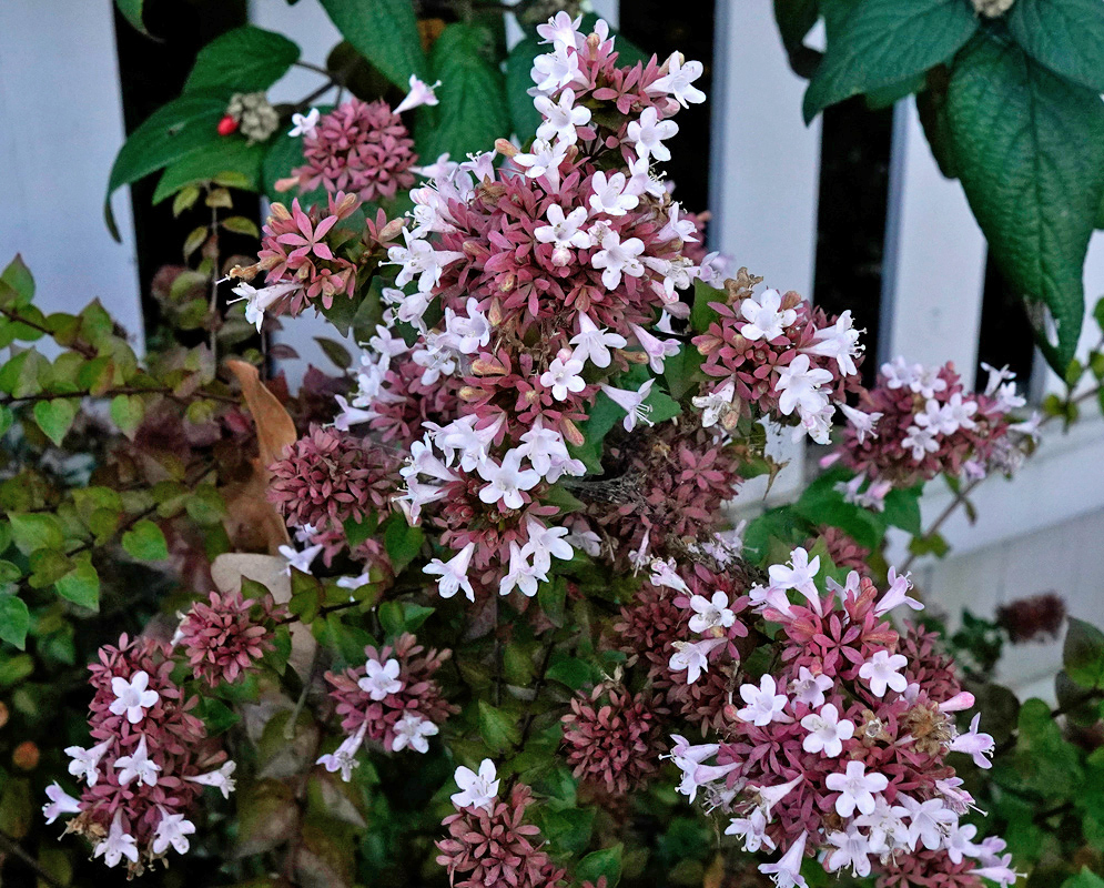 Abelia × grandiflora Shrub in Bloom Delicate clusters of Abelia × grandiflora flowers with pale pink tubular blooms and reddish sepals growing against a white fence