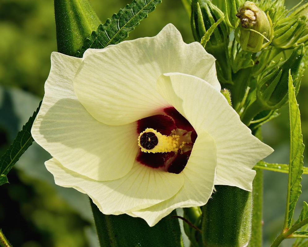 Abelmoschus esculentus Pale Yellow Flower An Abelmoschus esculentus flower has pale yellow petals surrounding a dark maroon center and a prominent central stigma