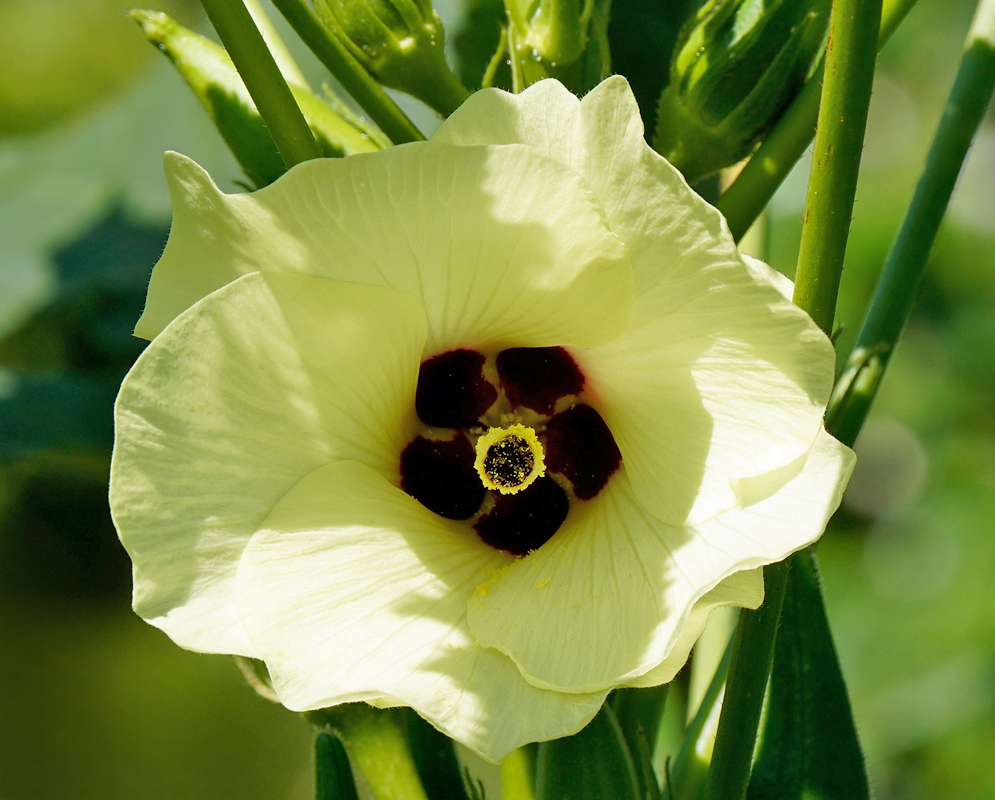 A close-up of a pale yellow okra flower with dark red spots at the base of each petal and a prominent central stigma covered in pollen, surrounded by green stems and developing seed pods
