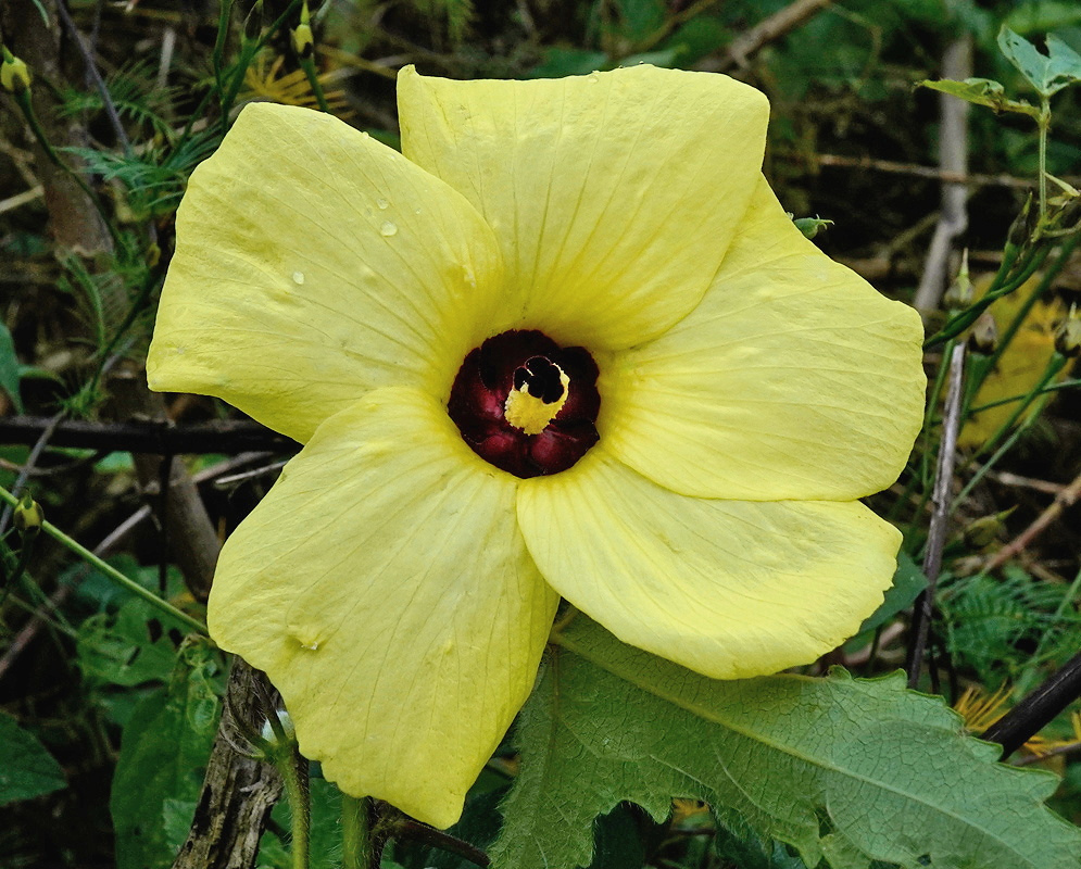 An Abelmoschus moschatus yellow flower holds raindrops on its petals around a deep purple center