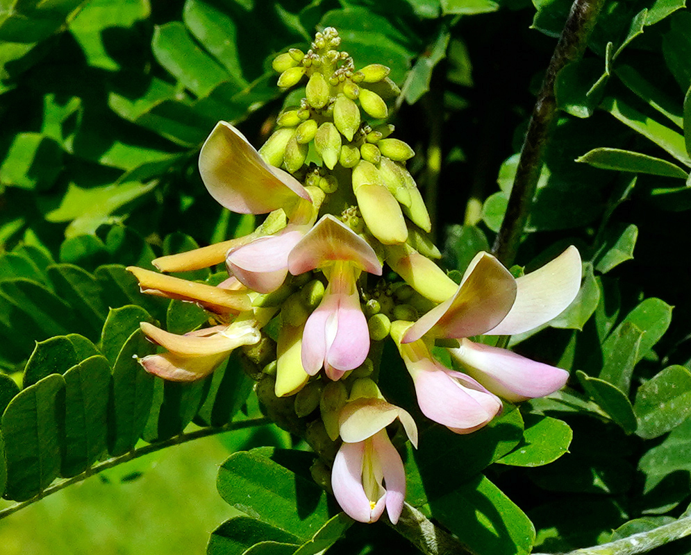 Abrus precatorius Flower Cluster and Foliage Close-up of a flowering cluster of Abrus precatorius with pale pink and cream-colored petals emerging among dense green compound leaves