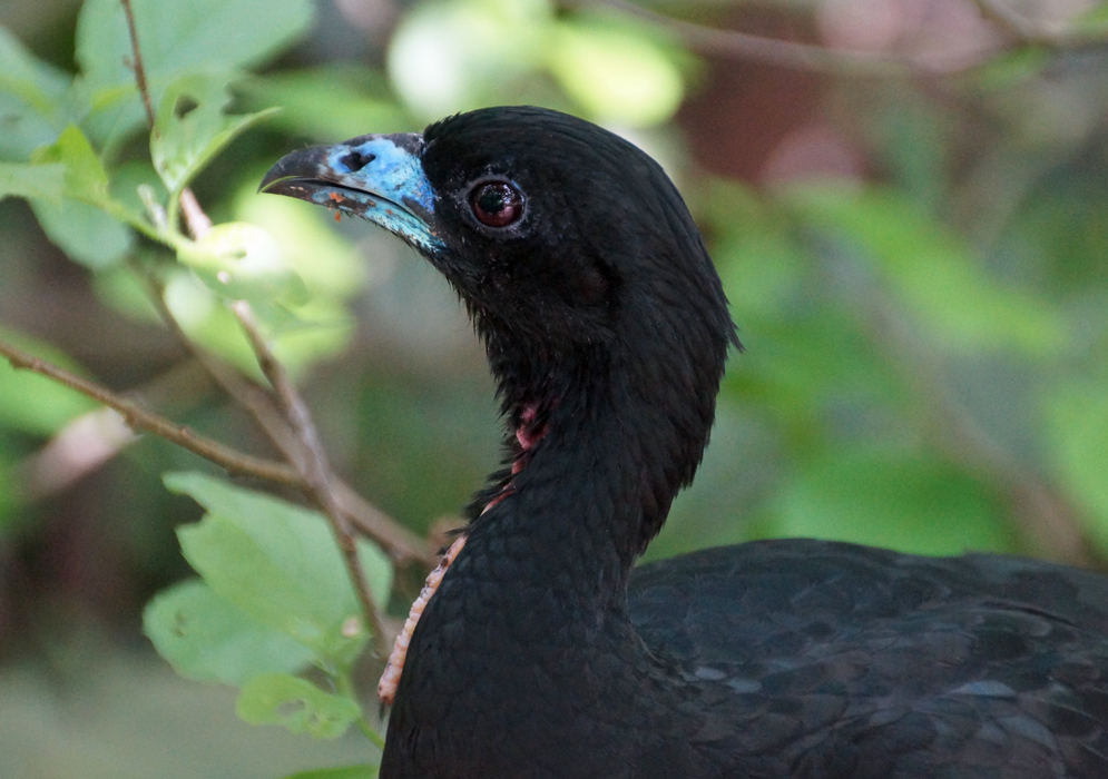 Wattled Guan with black feathers, a dark eye and a blue beak and pink wattle