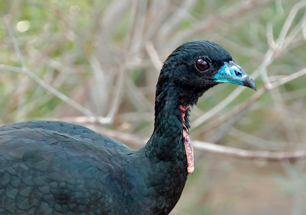 Wattled Guan with black feathers and a blue beak and pink wattle
