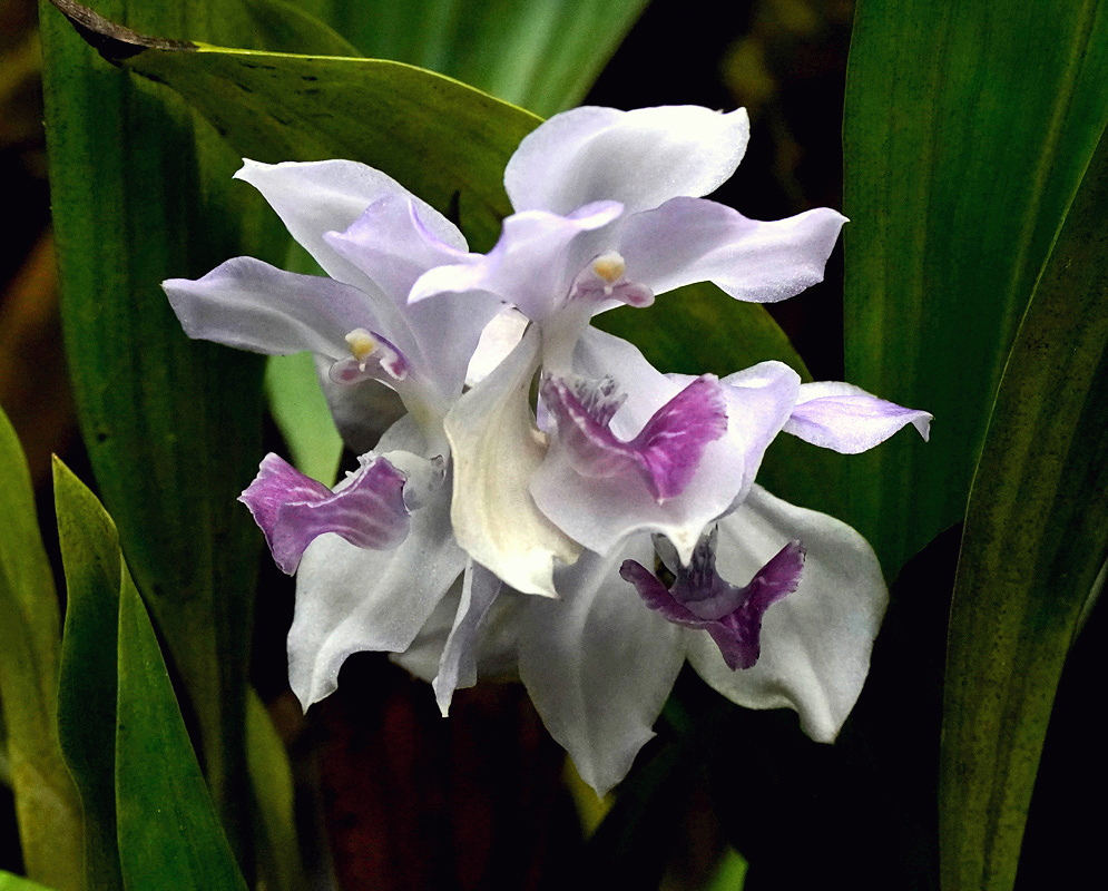 Acacallis cyanea bears pale lilac flowers with curled white and purple lips
