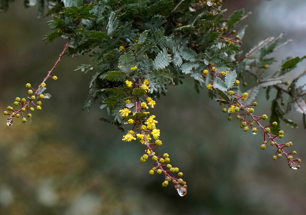Acacia baileyana ‘Purpurea’ – Rain-Kissed Flower Clusters Drooping reddish stems of Acacia baileyana ‘Purpurea’ adorned with yellow spherical flower buds and bright blooms, glistening with water droplets among silvery fern-like leaves