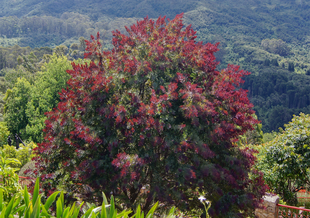 A small umbrella shaped Acacia Baileyana Purpurea tree with new purple-red leaves glittering in sunlight