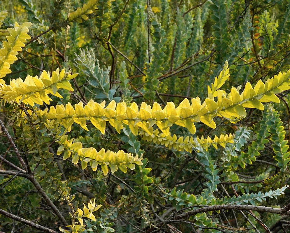 Acacia cultriformis branches carry rows of triangular yellow-green phyllodes above older blue-green foliage